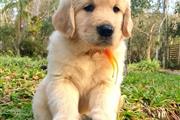 Male & Female Golden Retriev