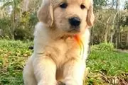 Male & Female Golden Retriev en Miami