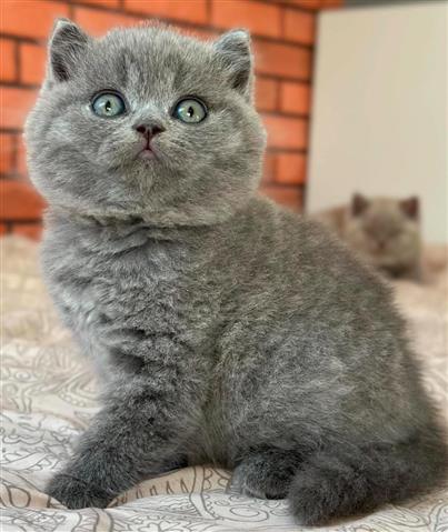 $240 : British Shorthair en venta image 1