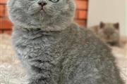 British Shorthair en venta en Washington DC