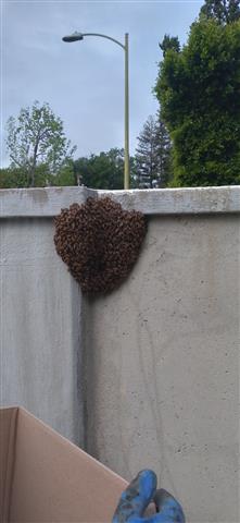 Superior Bee Control image 4