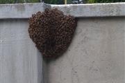 Superior Bee Control thumbnail 4