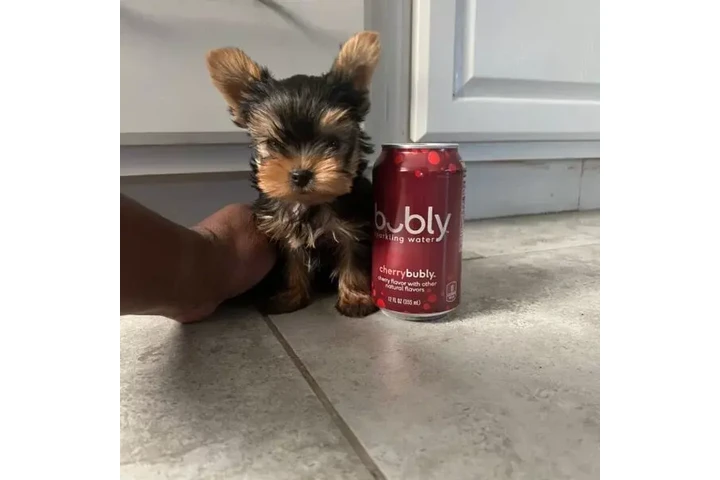 $250 : 🐶 🐾nIcE T-cupYorkie Pups🐶❤️ image 3