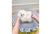 $400 : Pomeranian and French bulldog thumbnail