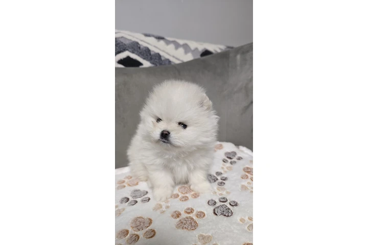 $380 : Teacup Pomeranians Ready image 1