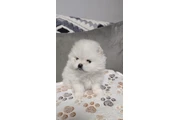 Teacup Pomeranians Ready en Greenville