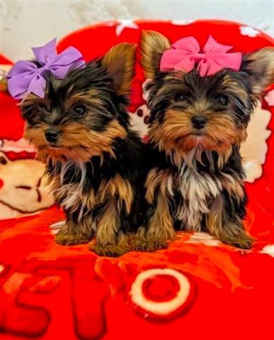 Cachorros Yorkie machos🌺 image 1