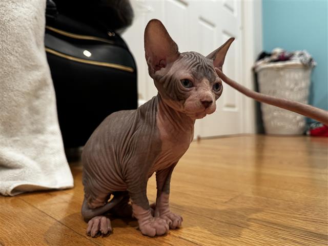 $2500 : Sphynx Cat image 6