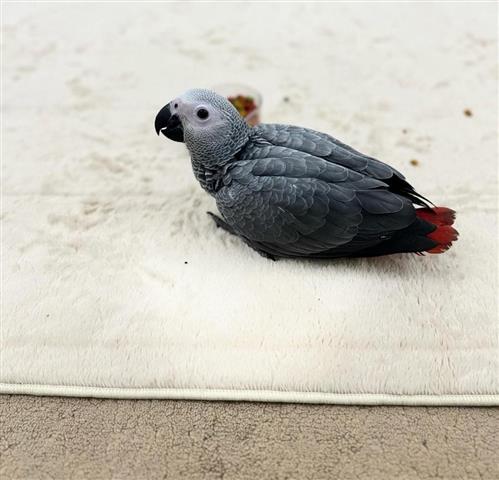 $380 : Pair African Grey image 1