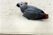 $380 : Pair African Grey thumbnail