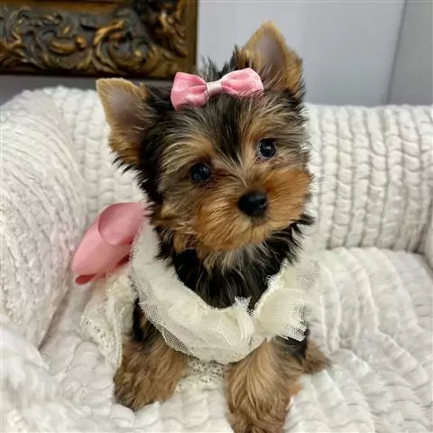 $350 : Yorkie macho y hembra image 1