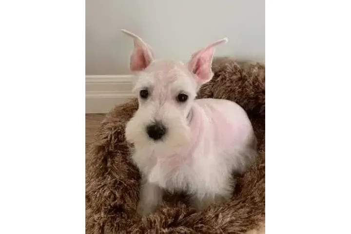 $2600 : MINI SCHNAUZER PUPPY image 1