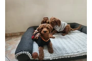 $1 : Labradoodles puppies thumbnail