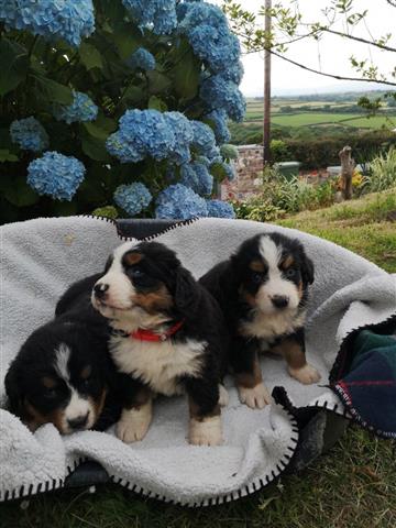 $450 : Sweet Bernese Mountain puppy image 2