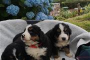 $450 : Sweet Bernese Mountain puppy thumbnail