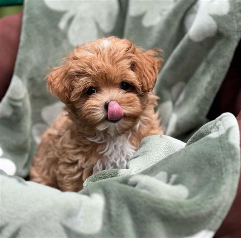 $410 : Maltipoo Puppies For Sale image 2