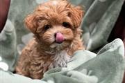 $410 : Maltipoo Puppies For Sale thumbnail