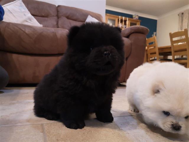 Amazing chow chow Pup image 2