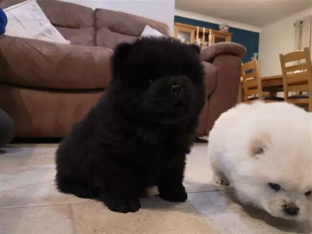 $400 : Amazing chow chow Pup image 2