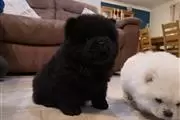 $400 : Amazing chow chow Pup thumbnail