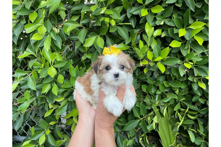 $599 : Adorables MalShih puppies image 1