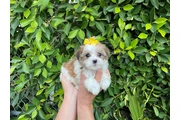 Adorables MalShih puppies en Los Angeles