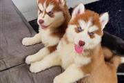 $500 : cachorros de husky siberiano thumbnail