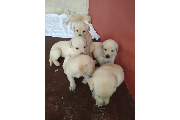 $500 : Cachorros Labradores Amarillos image 7