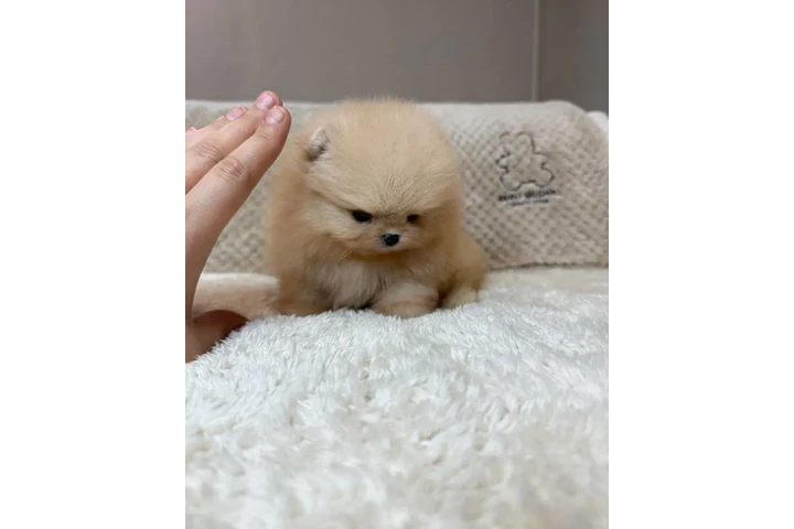 $350 : Pomerania en venta image 3