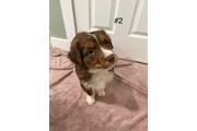 $1800 : 4 Whoodle puppies thumbnail