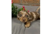 $650 : Dachshund puppy for sale thumbnail
