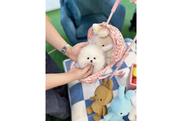 $300 : Pomeranian mini puppies image 4