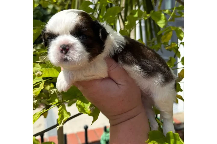 $250 : Cute Shih Tzu For Sale image 3