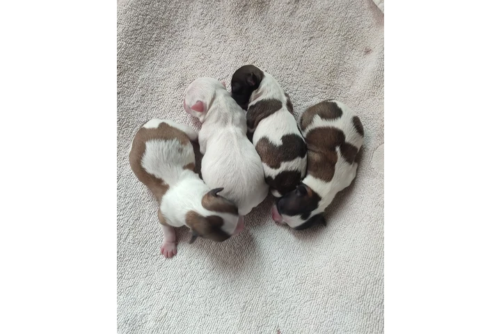 $400 : Cachorros chihuahua en adopció image 5