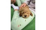 Caniche toy