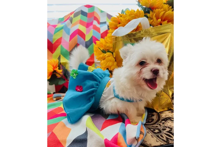 $450 : MALTIPOOS OJOS AZULES image 1