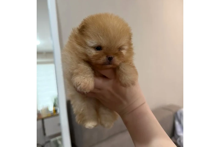 $350 : Pomerania en venta image 1
