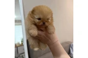 Pomerania en venta en New York