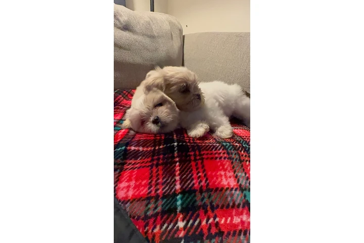 $800 : Shih tzu image 3