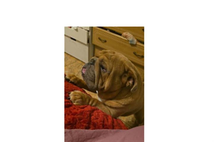 Perro bulldog ingles en adopci image 2