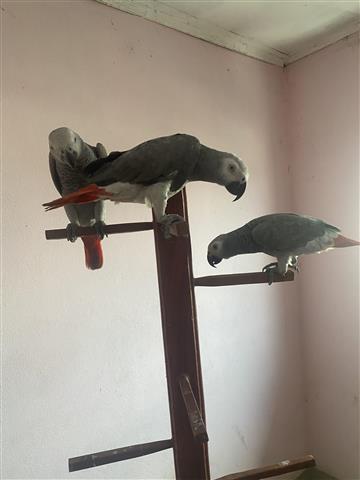 $750 : African Grey Parrots online image 1