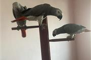 African Grey Parrots online