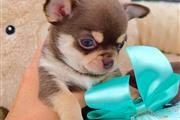 $250 : Cachorro Chihuahua thumbnail