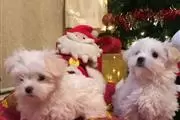 Exceptional Maltese pups