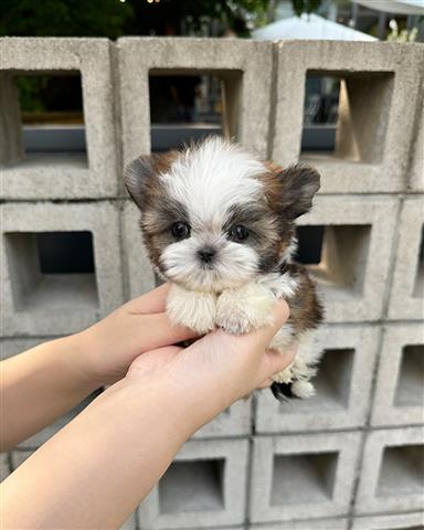 $350 : Shihtzu image 2