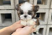 $350 : Shihtzu thumbnail