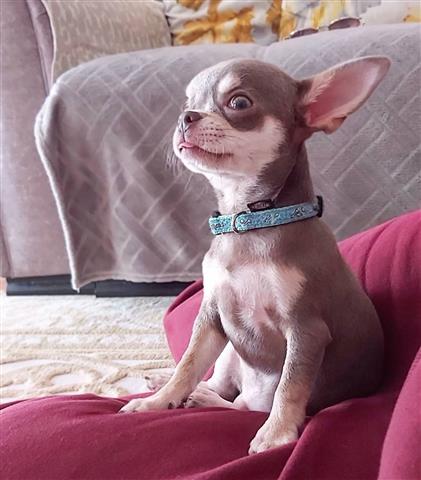 $280 : Stunning chihuahua 4 sale image 1