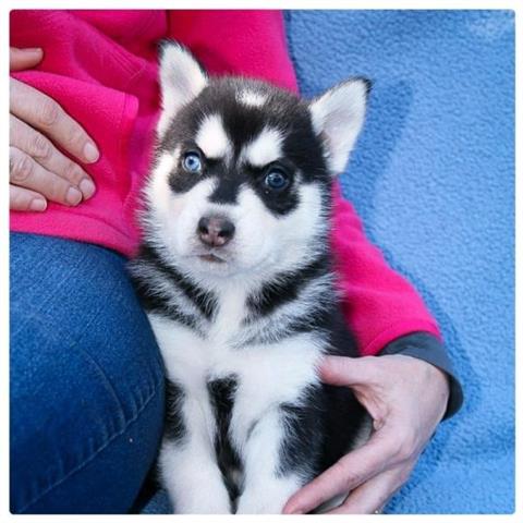 $350 : Husky puppies for sale now image 3