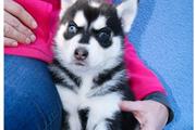 $350 : Husky puppies for sale now thumbnail