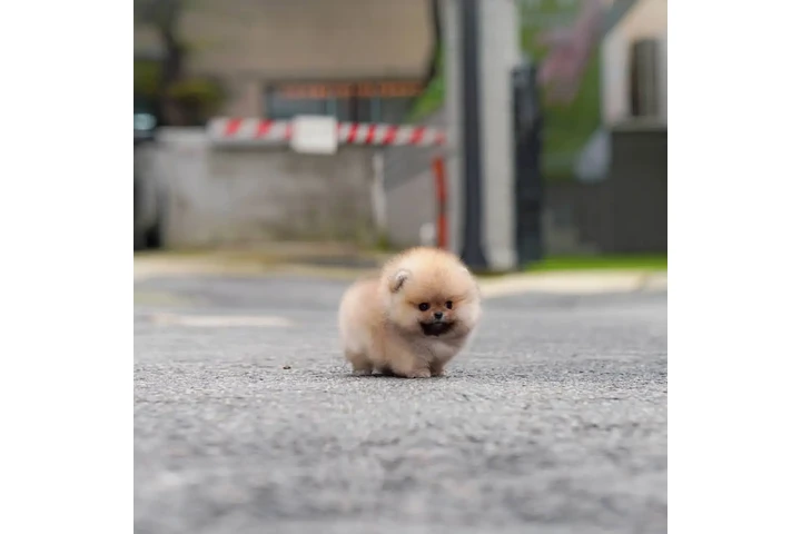 $350 : Pomerania en venta image 1